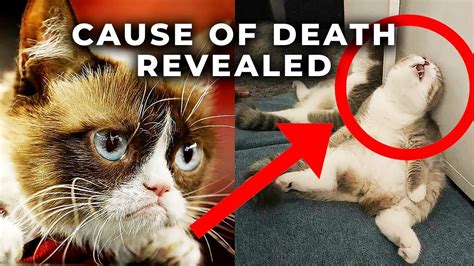 how did cat die